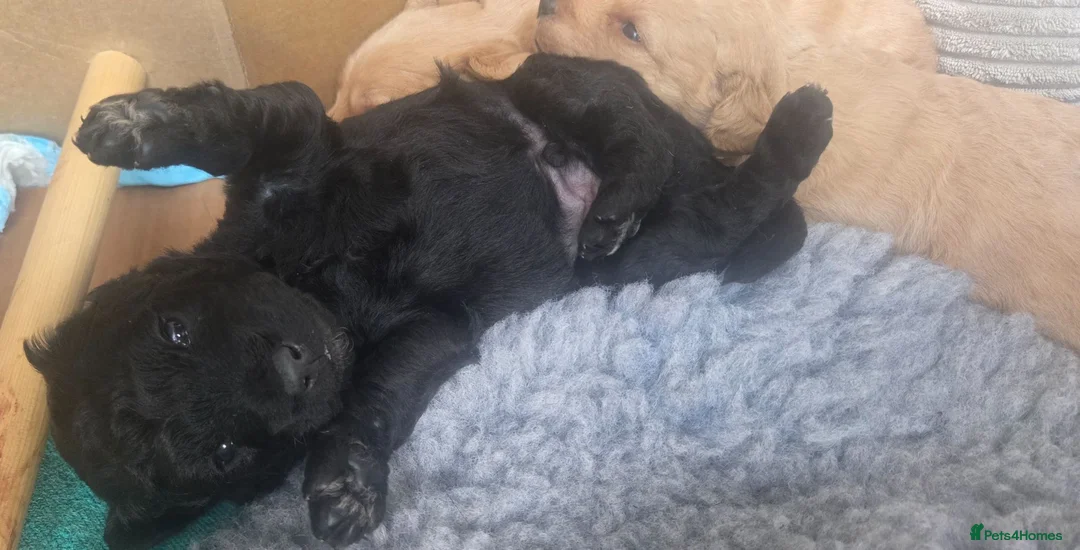 Jackapoo dogs for sale: F1 Jackapoo puppies - Advert 8