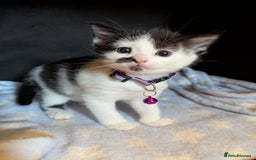 Domestic Shorthair cats for sale: Domestic Shorthair Female Kitten Available Now in Salisbury - Image 8