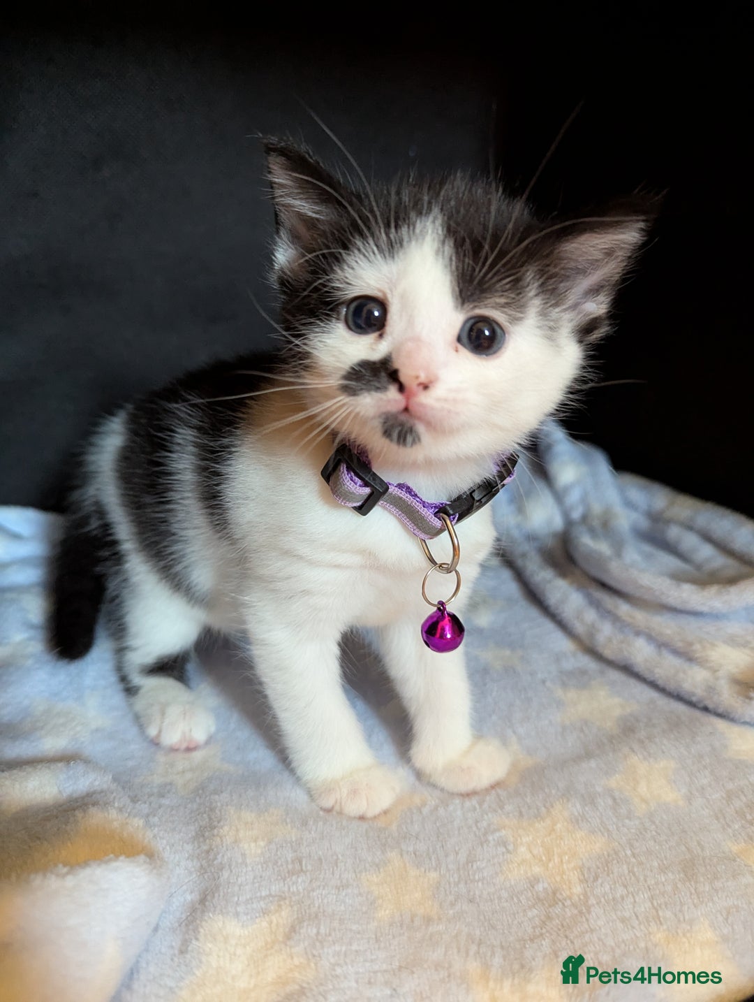 Domestic Shorthair cats for sale: Domestic Shorthair Female Kitten Available Now in Salisbury - Image 8