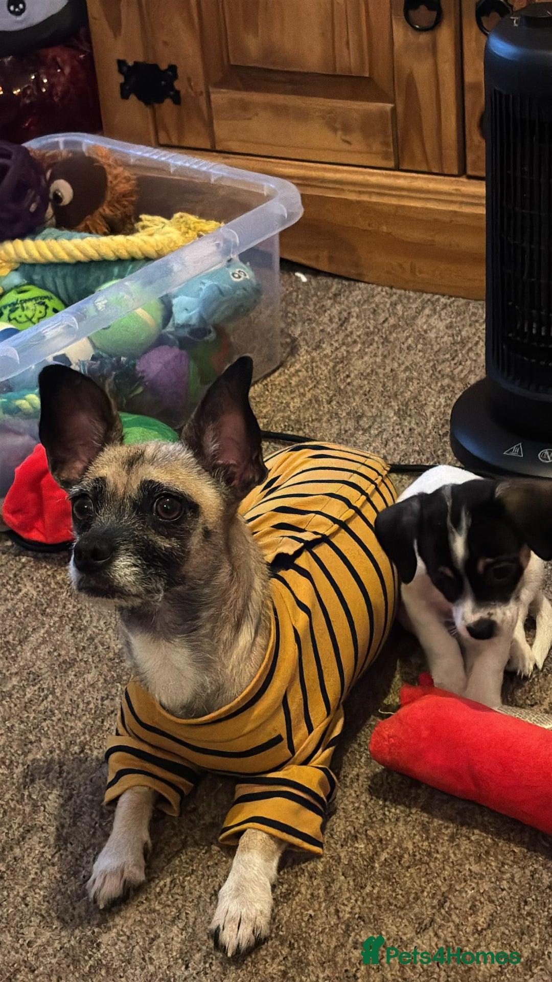 Chihuahua dogs for sale: Chihuahua puppies girls  - Advert 13