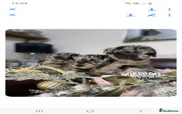 Mixed Breed dogs for sale: STUNNING FOODLE PUPPIES - Advert 9