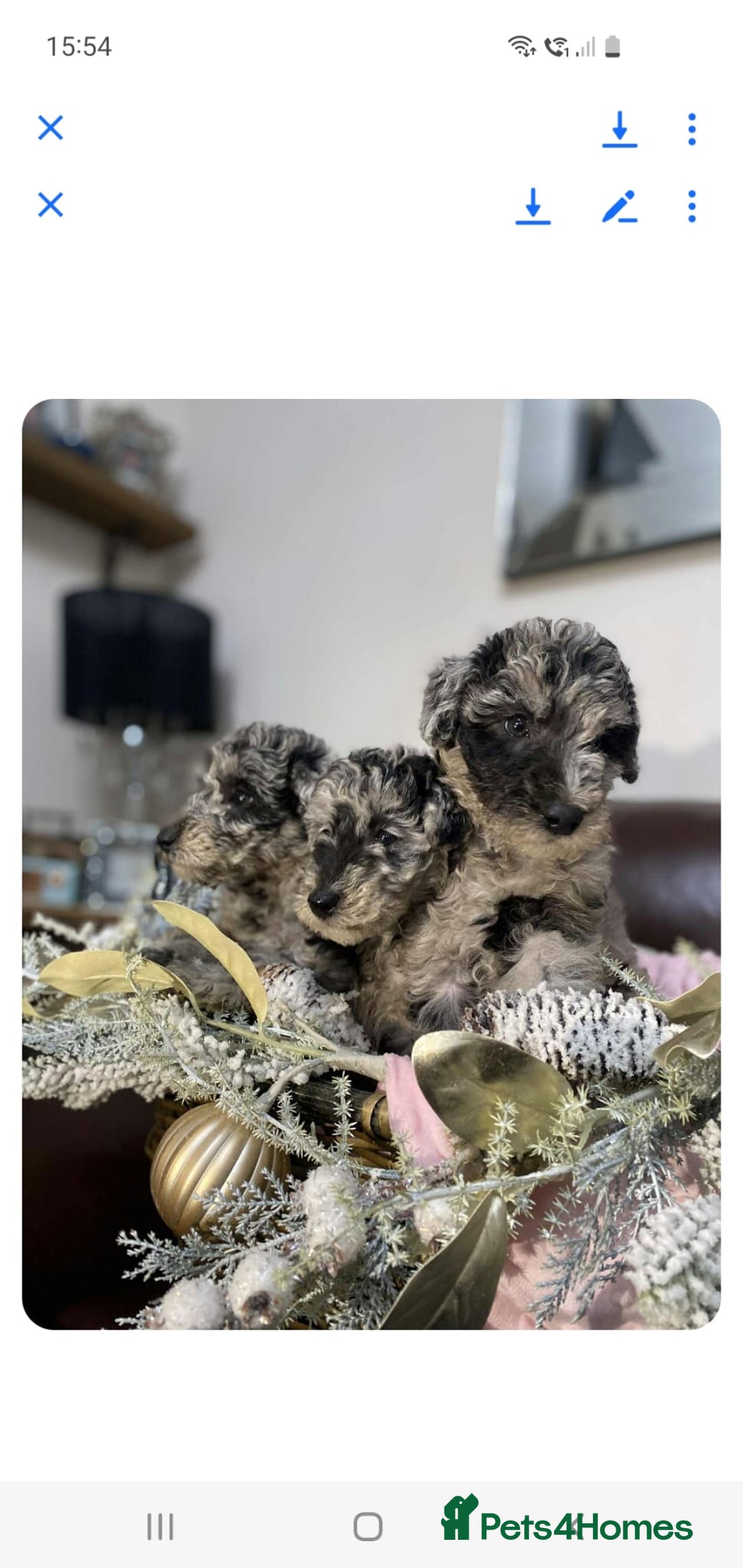 Mixed Breed dogs for sale: STUNNING FOODLE PUPPIES - Advert 9