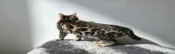 Bengal cats for sale: Pedigree brown and blue rosetted bengals - Advert 14