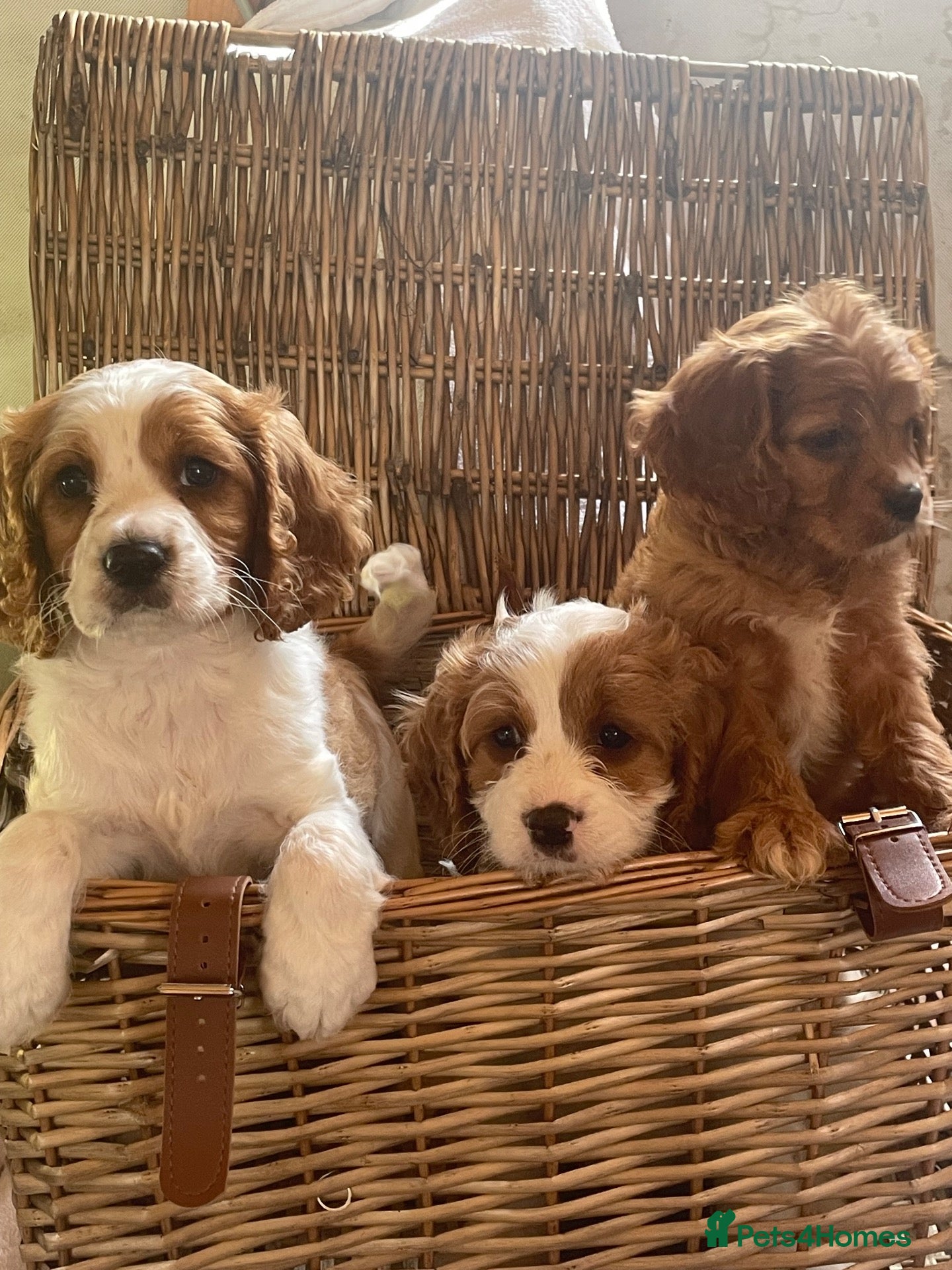 Cavapoo dogs Cavapoo puppies  - Advert 1