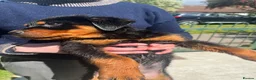 Rottweiler dogs for sale: Puppies - Advert 23