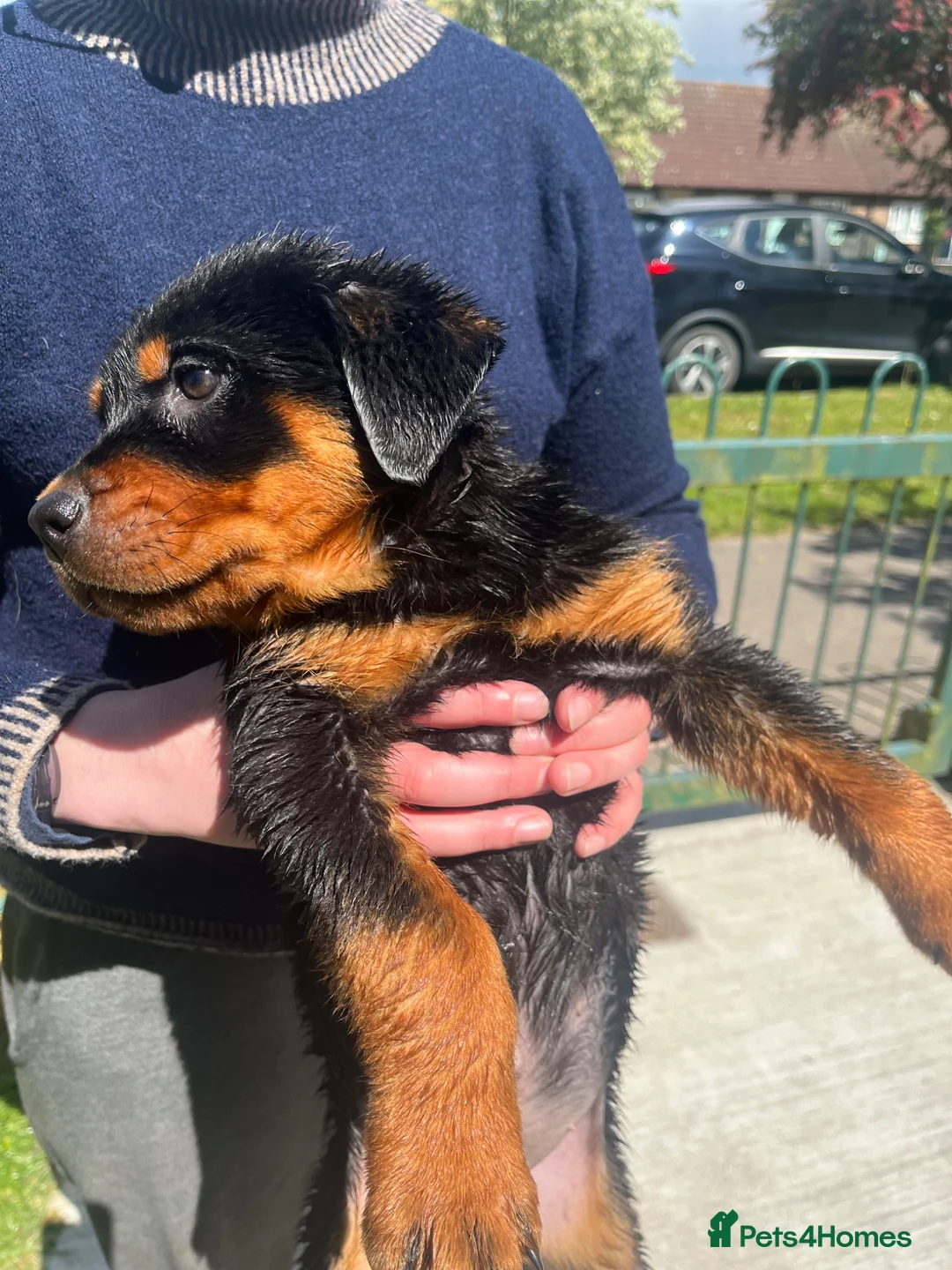 Rottweiler dogs for sale: Puppies - Advert 23