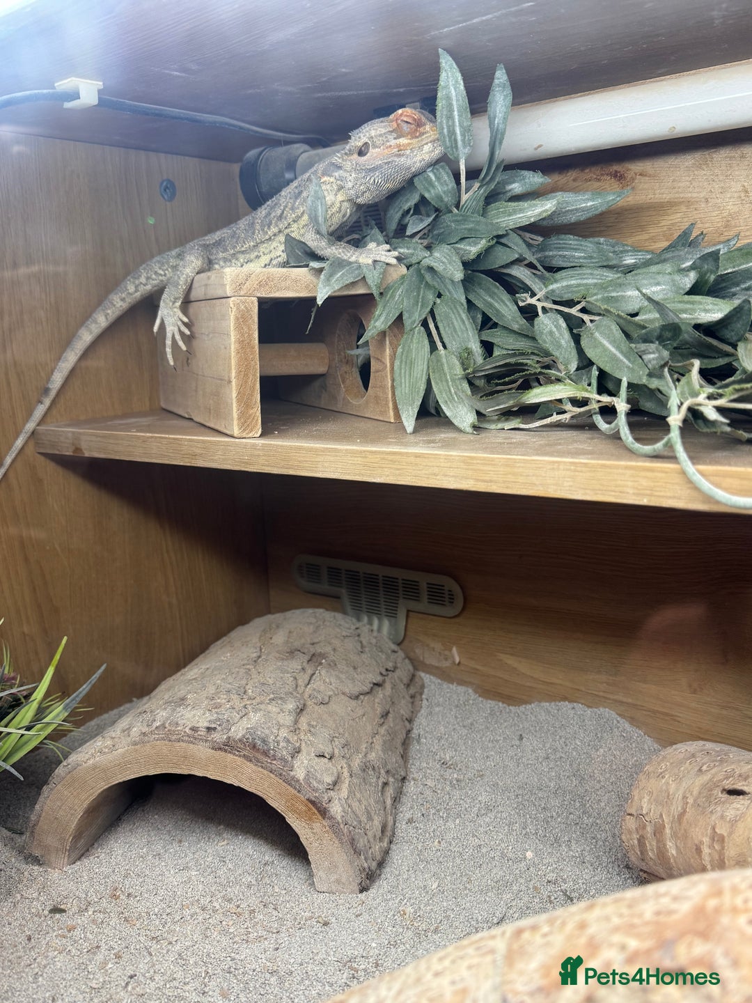 Bearded Dragon reptiles for sale: Bearded dragon with double tank - Advert 3