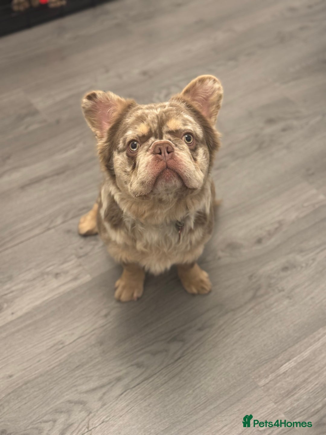 French Bulldog dogs for stud: 🇺🇸MR LAS VEGAS🇺🇸 - Advert 5