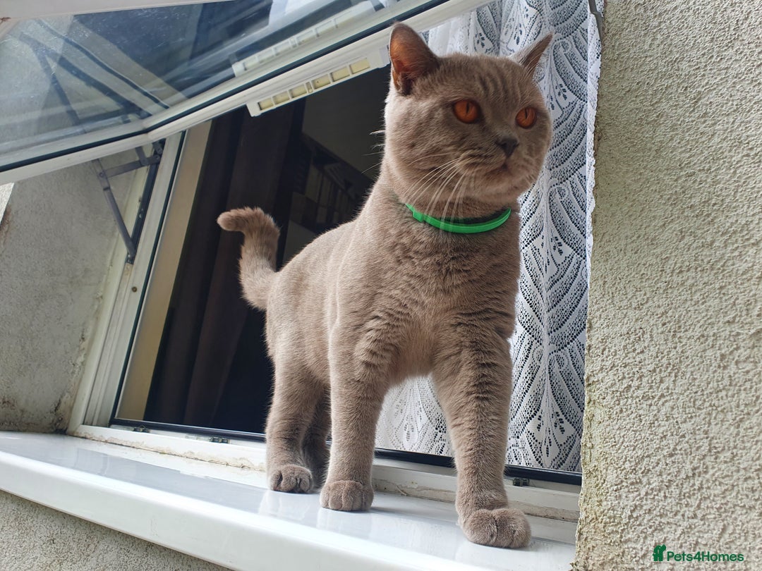 Brazilian Shorthair cats for stud: Lilac BSH in Manchester - Image 2
