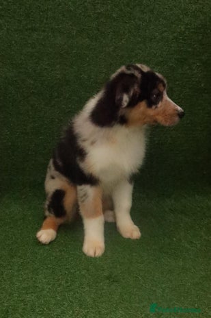 Australian Shepherd dogs Australia shepherd Kc puppies TWO LEFT - Advert 4