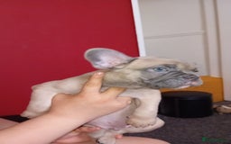 French Bulldog dogs for sale: French bulldog - Image 5