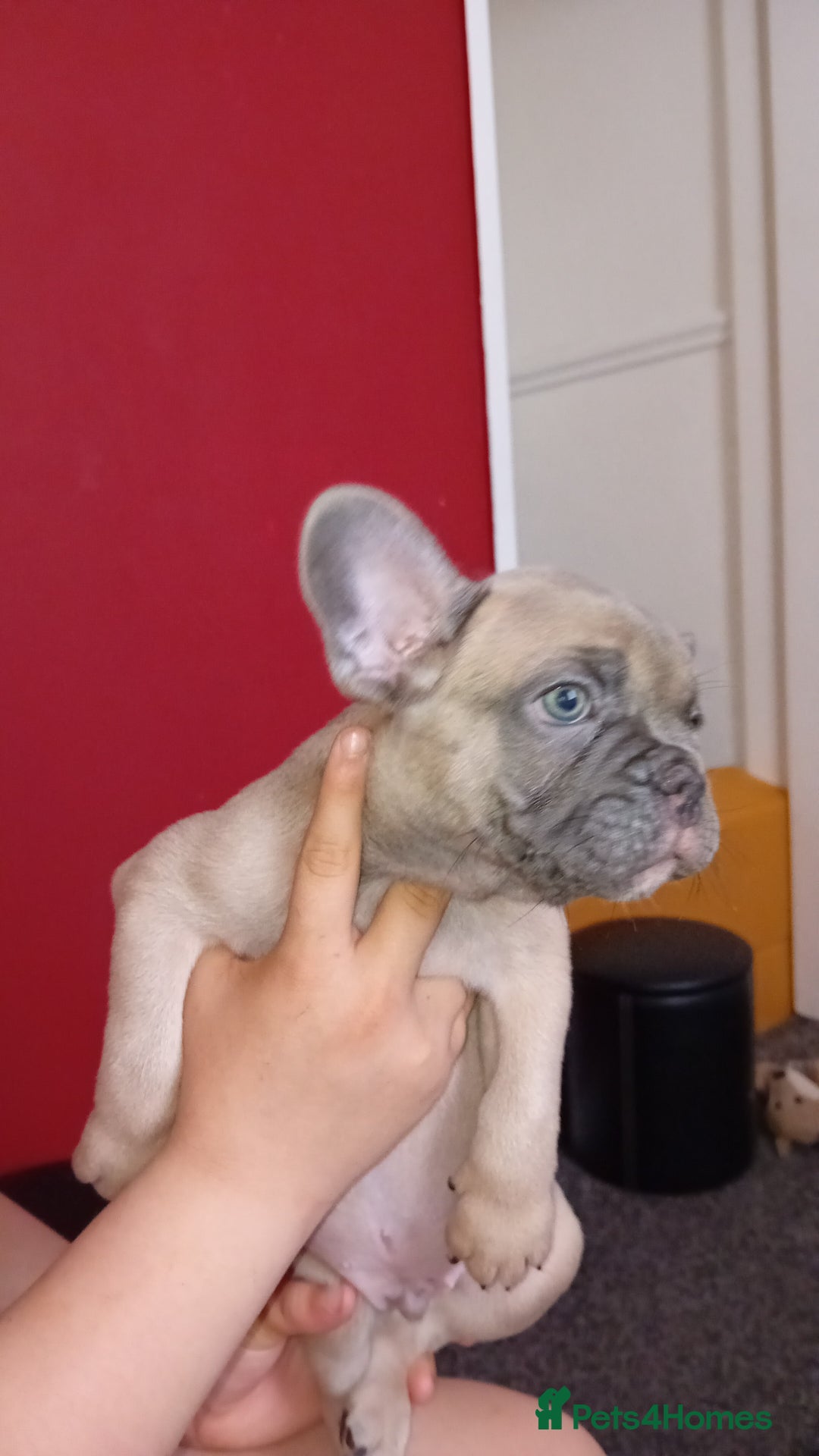 French Bulldog dogs for sale: French bulldog - Image 5