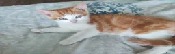 Mixed Breed cats for sale: pair of orange twin kittens - Advert 3