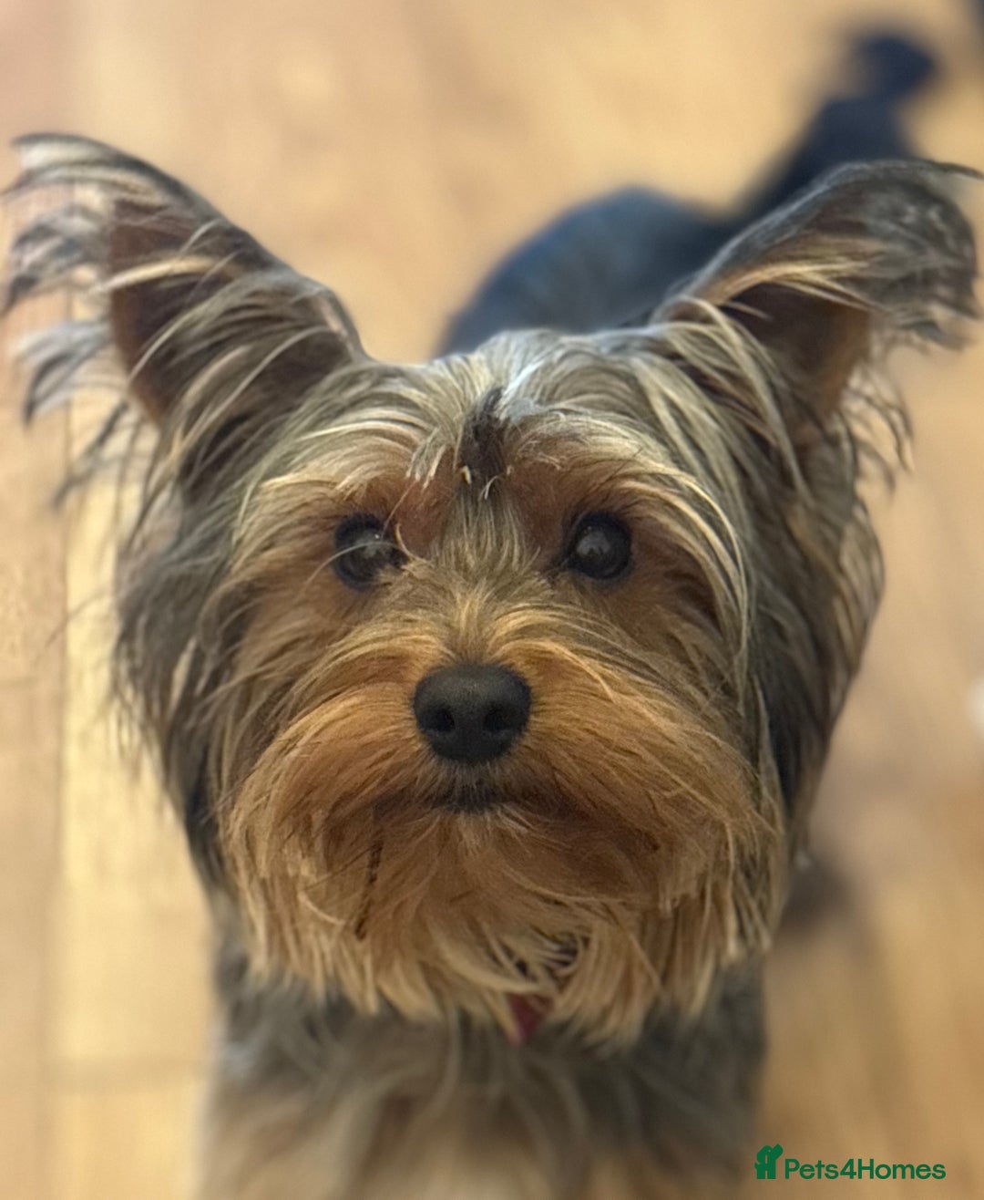 Yorkshire Terrier dogs for stud: For STUD - Advert 8