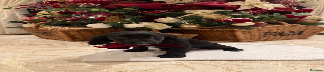 Cocker Spaniel Puppy 1