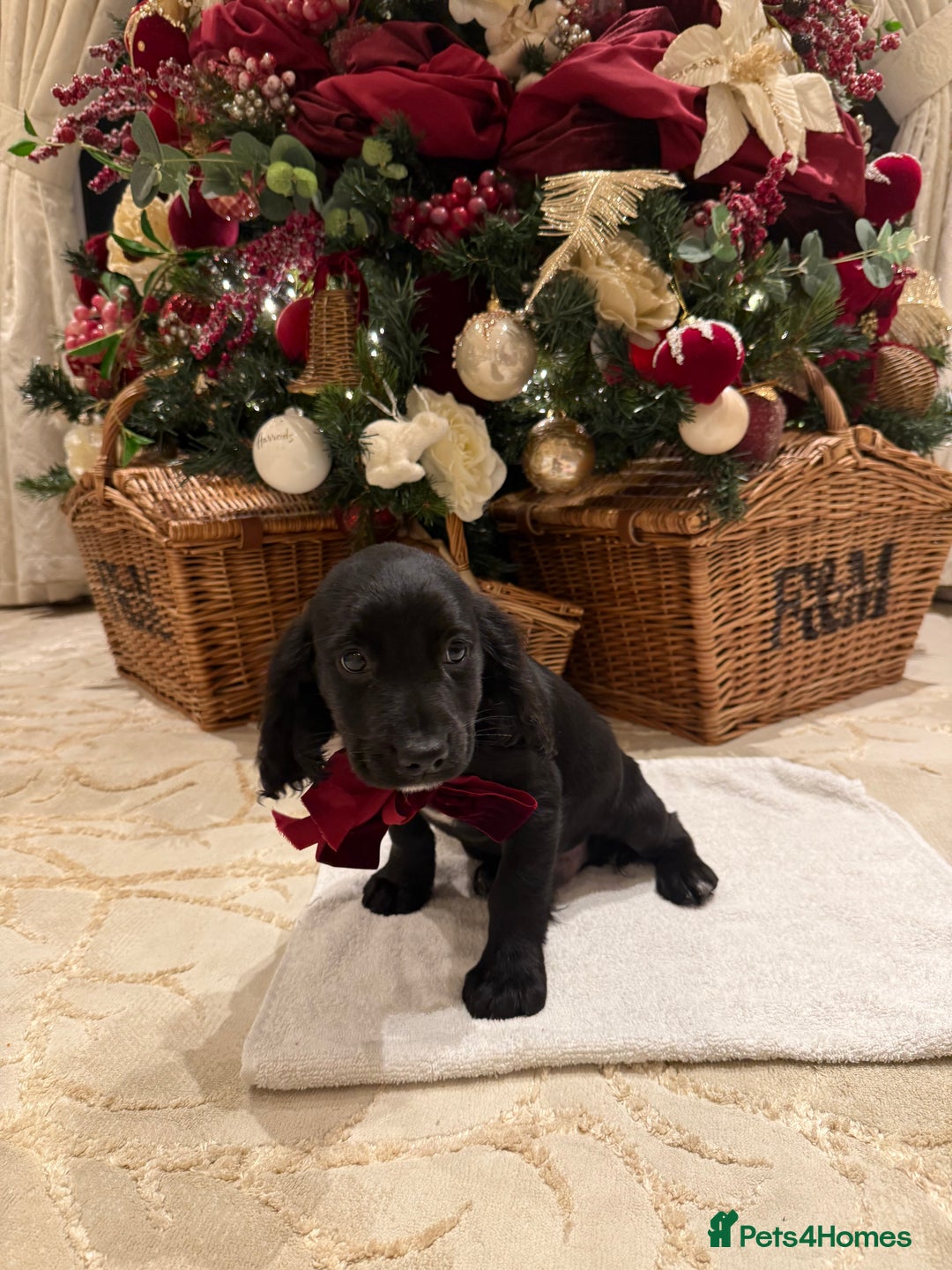 Cocker Spaniel dogs for sale: Cocker spaniel puppies  - Advert 16