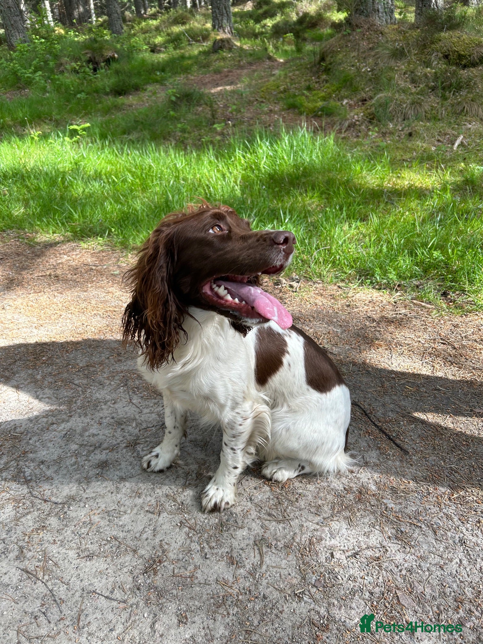 English Springer Spaniel dogs Stunning KC registered Springer Spaniel pups - Advert 1