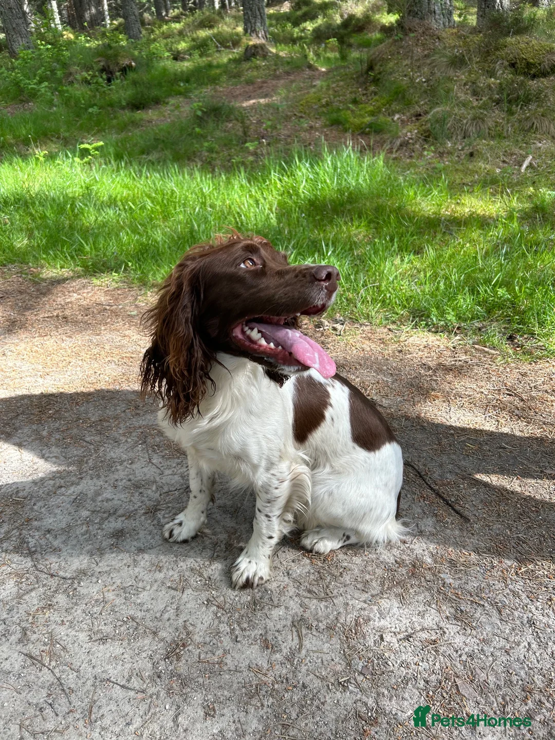English Springer Spaniel dogs for sale: Stunning KC registered Springer Spaniel pups in Grantown-on-Spey - Advert 1