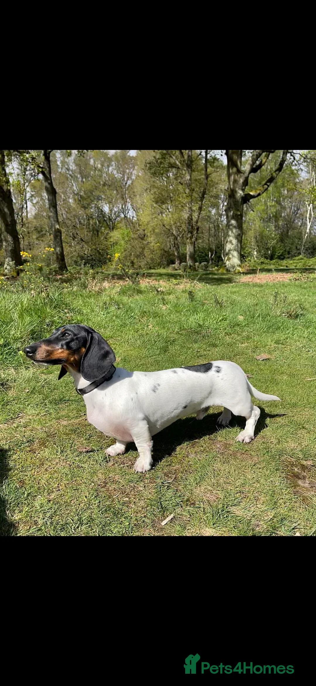 Miniature Dachshund dogs for sale: REDUCED Venus Rocket and Comet piebald dachshunds  - Advert 12