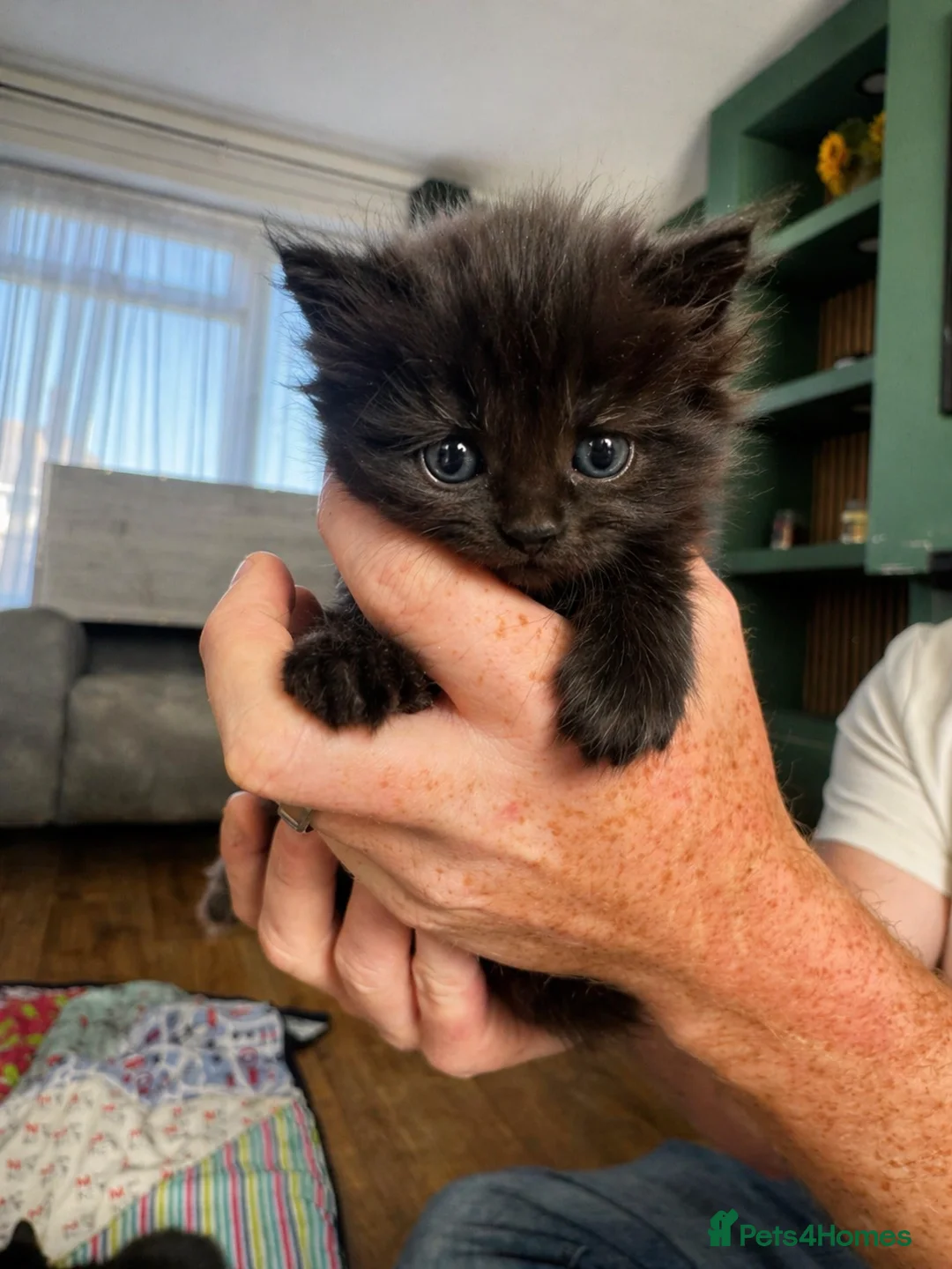 British Shorthair cats for sale: Longhair kittens - Advert 1