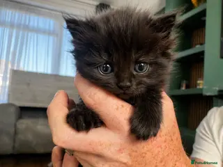 British Shorthair cats Longhair kittens - Advert 12