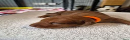 Miniature Dachshund dogs for sale: Miniature Dachshunds (short-haired) - Advert 36