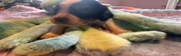 Cockalier dogs for sale: Beautiful, health tested cockalier puppies.  - Advert 38