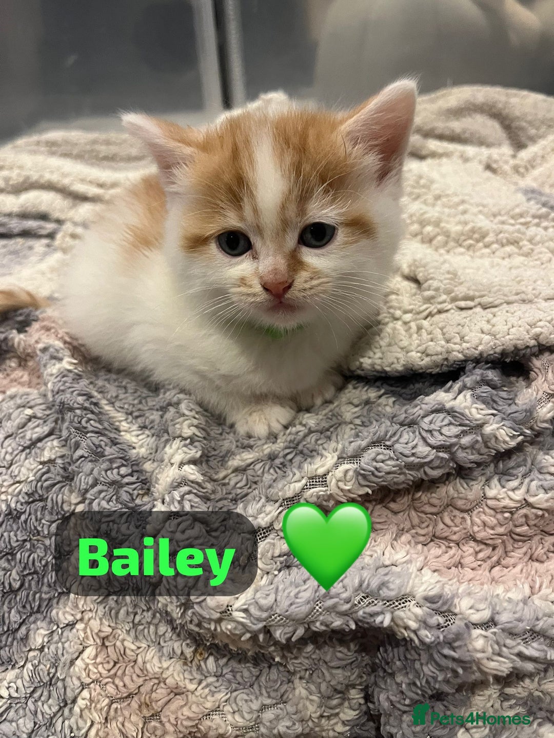 Mixed Breed cats for sale: 🐾 8 Beautiful kittens….🩵🩷 - Advert 36