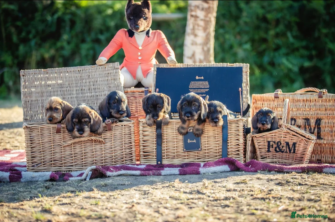 Dachshund dogs for sale: KC Reg Standard Wire-haired Dachshund Puppies - Advert 2