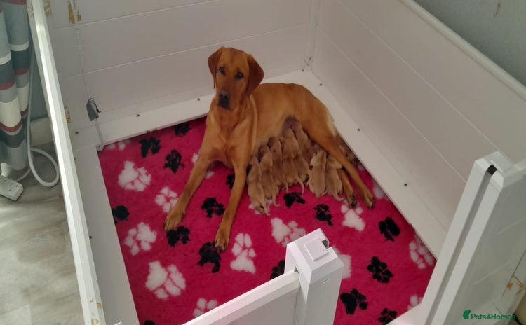 Labrador Retriever dogs - Advert 5