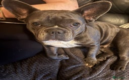 French Bulldog dogs for sale: Frenchy girls - Advert 5