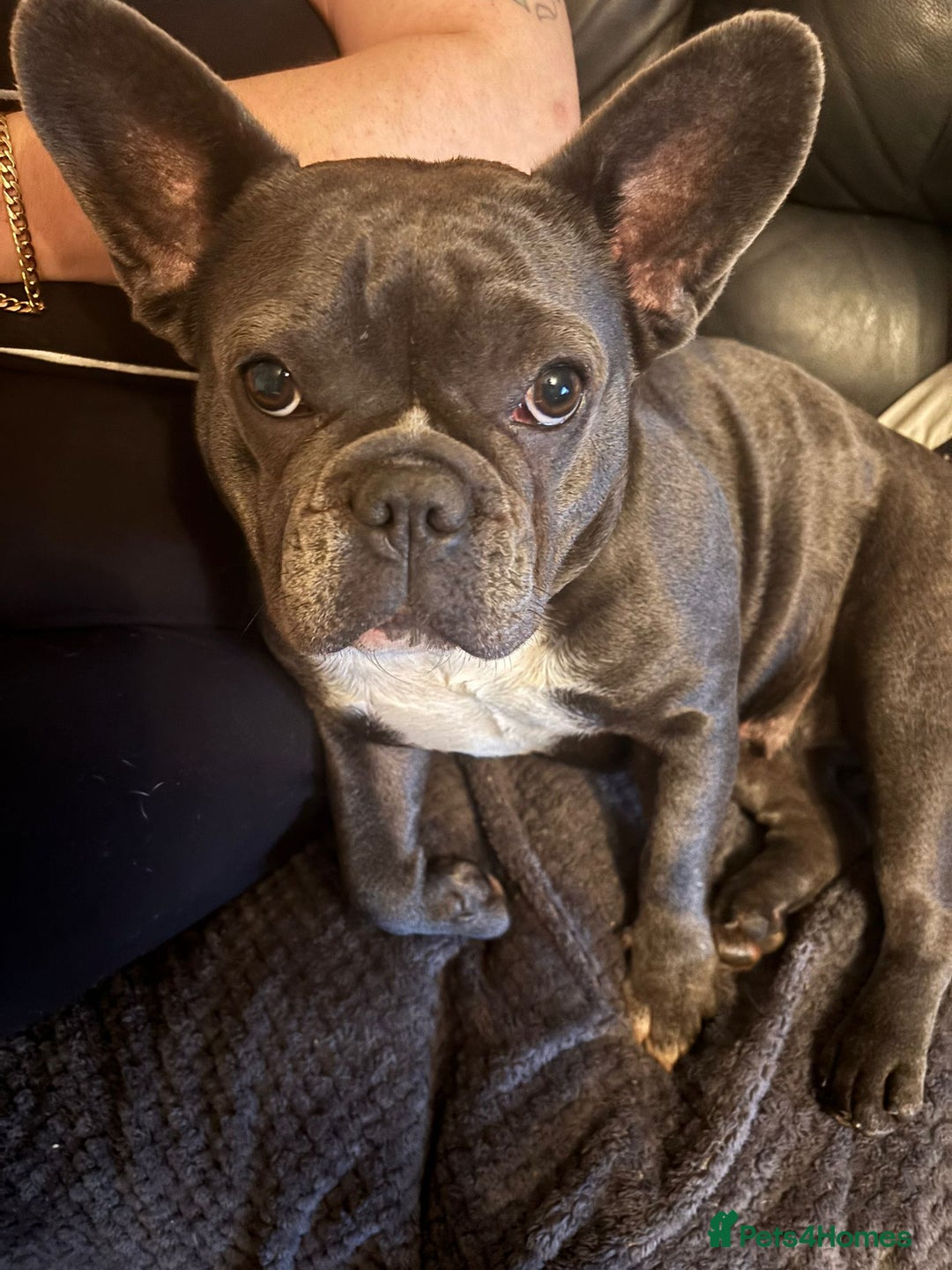 French Bulldog dogs for sale: Frenchy girls - Advert 5