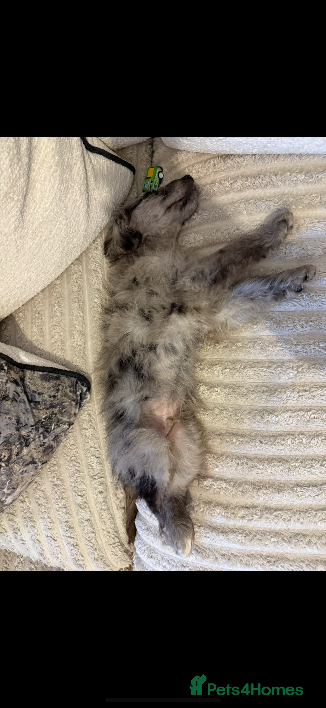 Goldendoodle dogs for sale: Merl goldendoodle puppy  - Advert 2