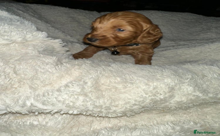 Cockapoo dogs Gorgeous F1b cockapoo puppies  - Advert 14