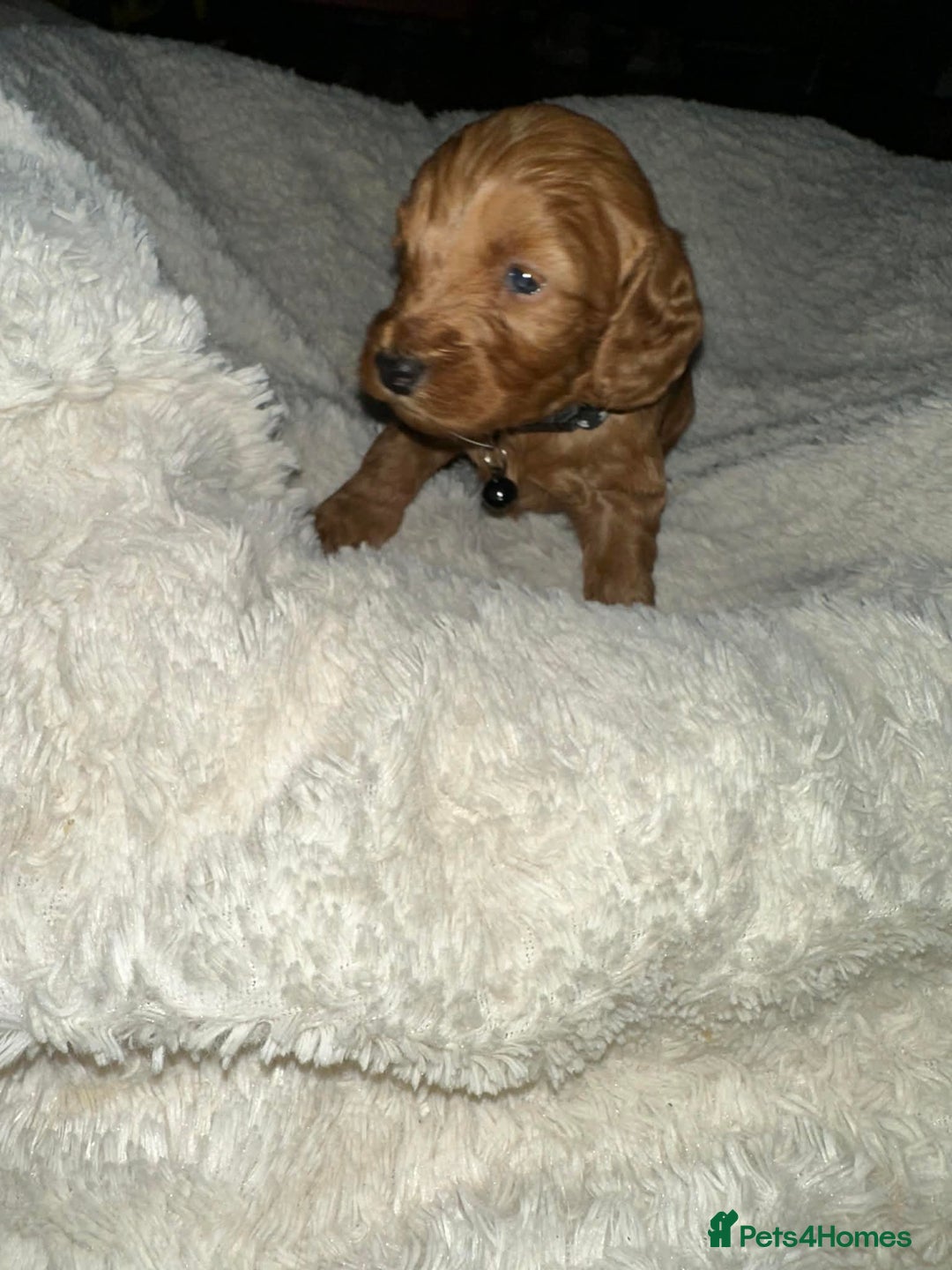 Cockapoo dogs for sale: Gorgeous F1b cockapoo puppies  - Advert 7