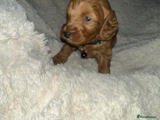 Cockapoo dogs Gorgeous F1b cockapoo puppies - Advert 14