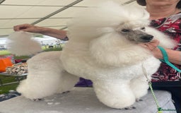 Miniature Poodle dogs for sale: 🌟SHOW QUALITY🌟 Mini Poodle Puppies  - Image 9