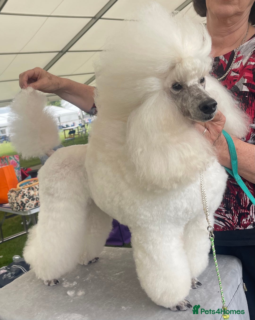Miniature Poodle dogs for sale: 🌟SHOW QUALITY🌟 Mini Poodle Puppies  - Image 9