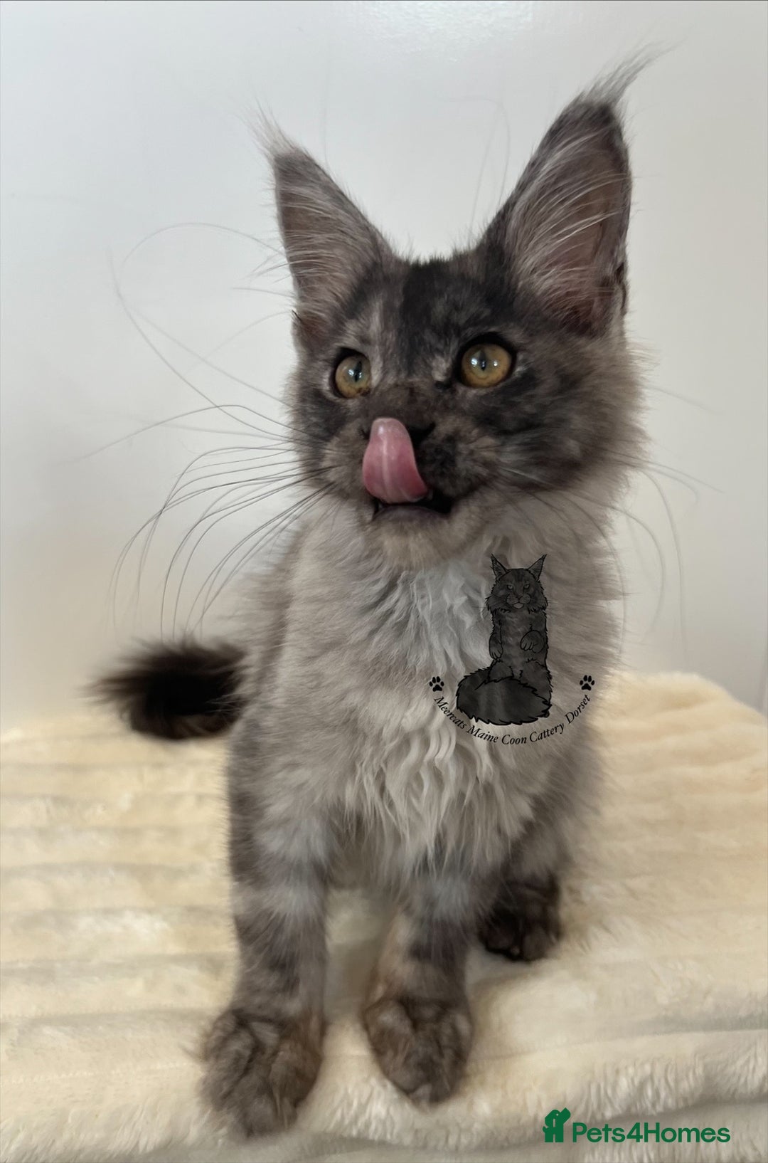 Maine Coon cats for sale: TICA female girl black smoke Maine Coon ready  - Image 5
