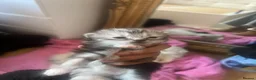 Persian cats for sale: Half Persian Kittens - Advert 3