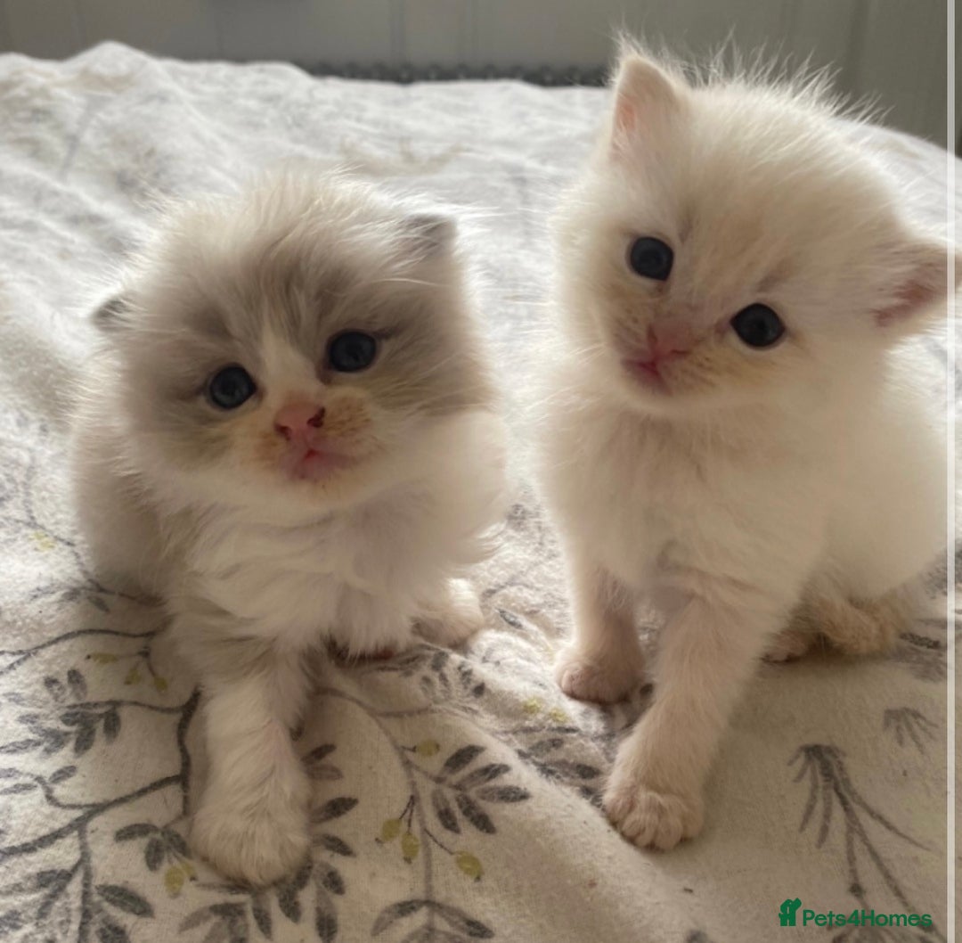 British Shorthair cats for stud: 🐻Gorgeous lilac Bsh stud 🐻 - Advert 9