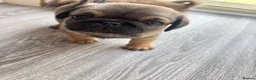 Mixed Breed dogs for sale: PUPPIESSSS in Huddersfield - Advert 11