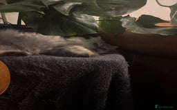 Persian cats for sale: Gorgeous Female Persian  - Image 7