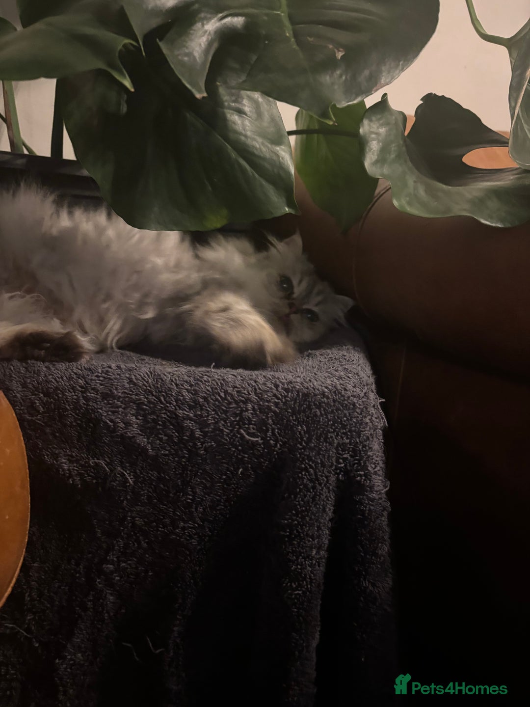 Persian cats for sale: Gorgeous Female Persian  - Image 7