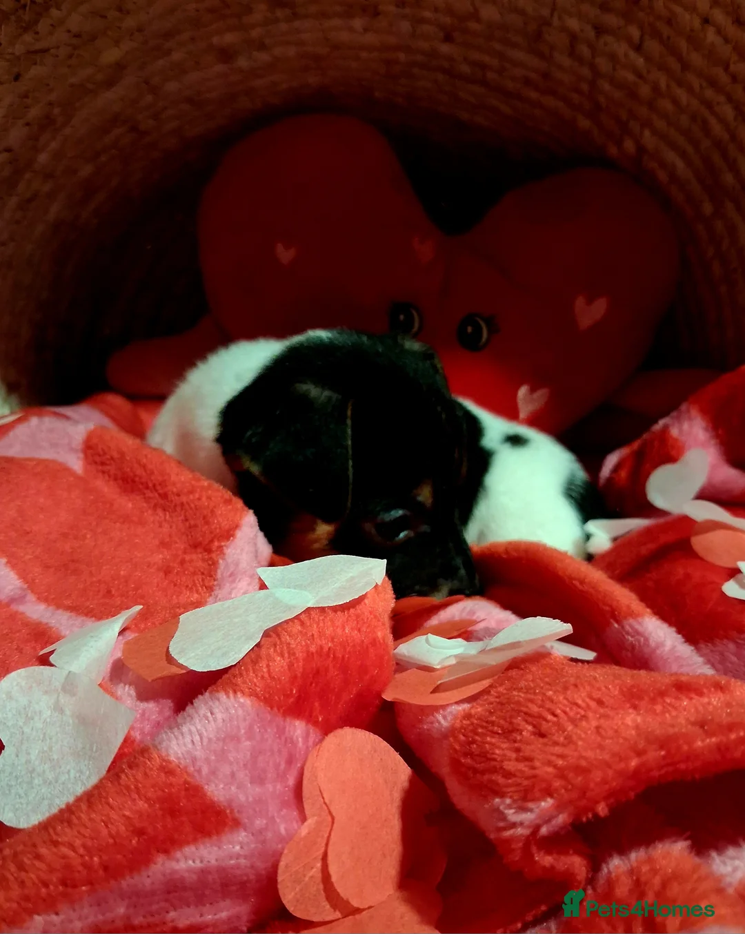 Jack Russell dogs for sale: Top quality traditional jack Russel puppies - Advert 4