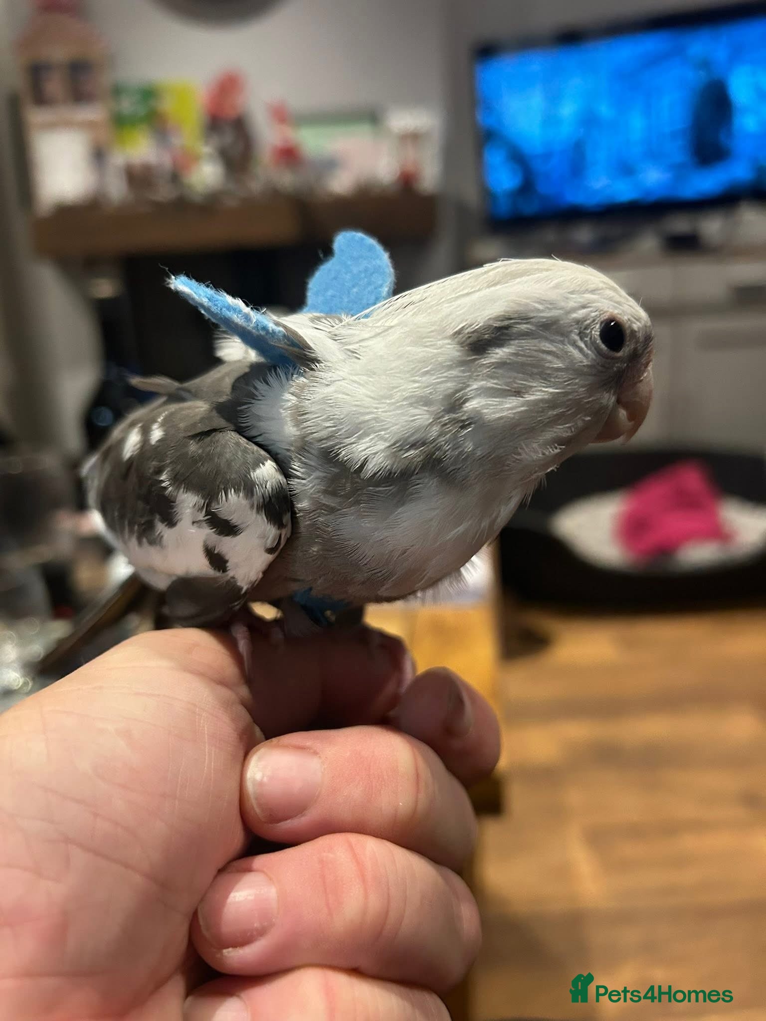 Cockatiels birds Talking hand tame cockatiel - Advert 6