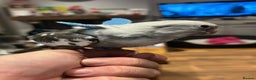 Cockatiels birds for sale: Talking hand tame cockatiel - Advert 1