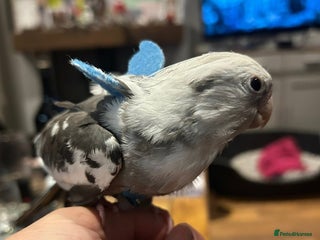 Cockatiels birds Talking hand tame cockatiel - Advert 6