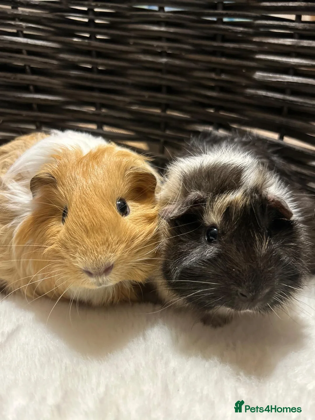 Guinea Pig rodents for sale: 2 cute piggy’s for sale in Cambridge - Advert 1