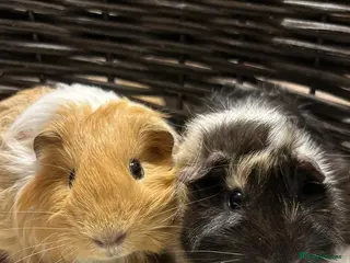 Guinea Pig rodents 2 cute piggy’s for sale - Advert 15